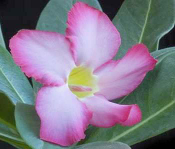 Цветок Адениума арабского