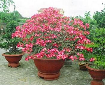 Цветение Адениума многоцветкового