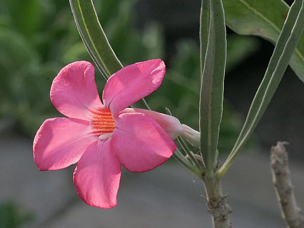 Цветок Adenium oleifolium 