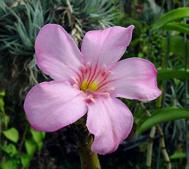 Цветок адениума сокотранского