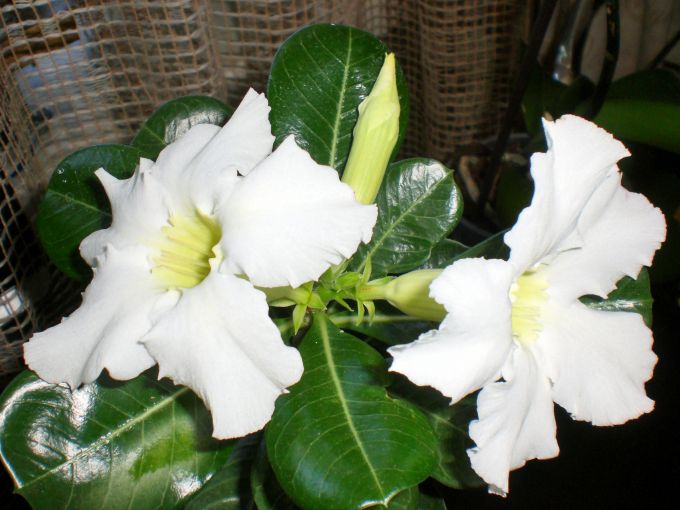 цветы адениума белого