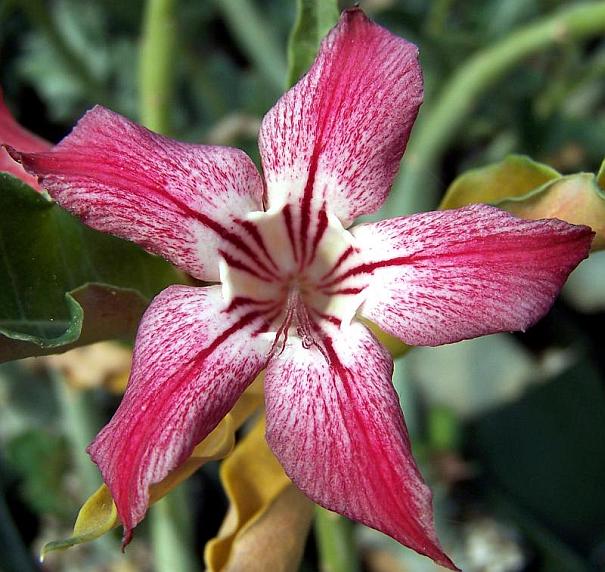 Цветок Адениума криспум