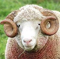 овца породы Dorset Horn