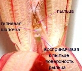 структура цветка адениума