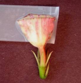 опыленный цветок адениума
