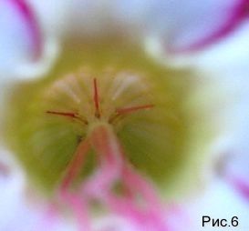 горло цветка адениума