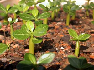 Выращивание адениумов из семян