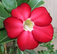 цветок адениума