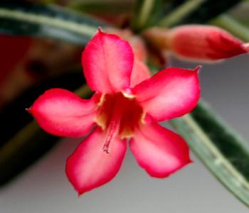 Цветок Адениума сомалийского.