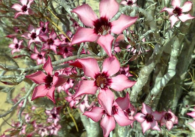 Цветение Адениума сомалийского