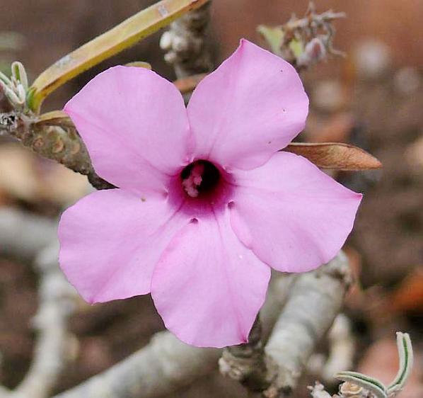 розовый цветок Адениума свазикум.