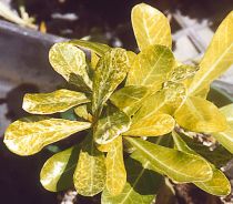 адениум с желтыми листьями
